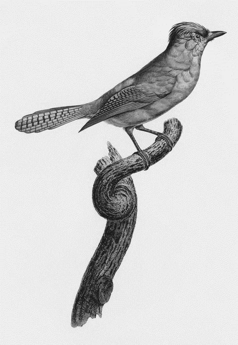 Blue-green Jay by Jacques Barraband, e-ink preview