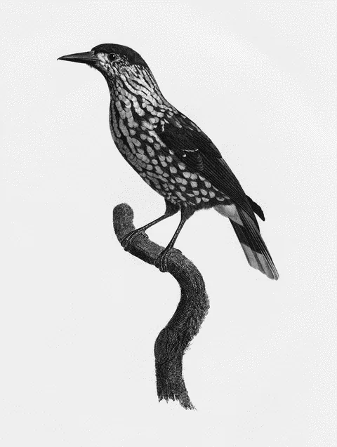 Nutcracker by Jacques Barraband, e-ink preview