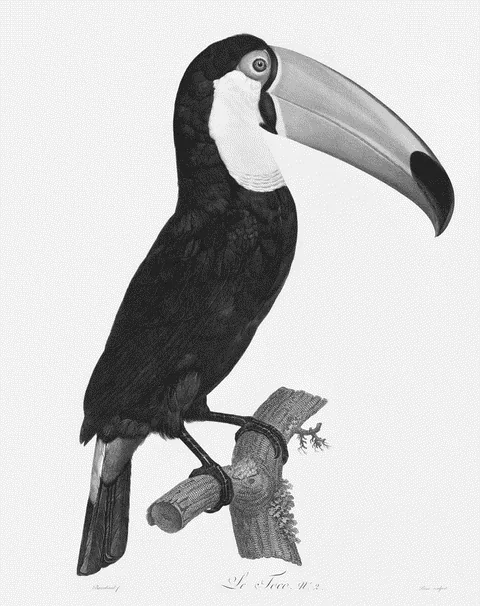 Toco Toucan by Jacques Barraband, e-ink preview