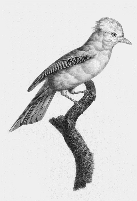 Varied Jay by Jacques Barraband, e-ink preview