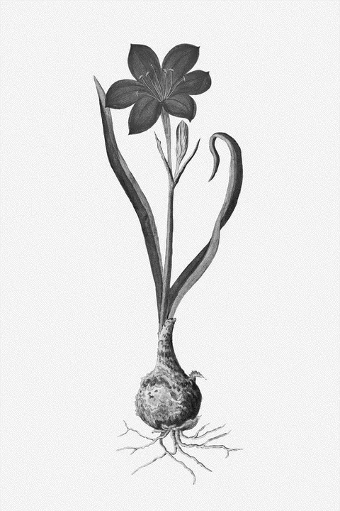 Fire Lily (Cyrtanthus elatus) by Robert Jacob Gordon, e-ink preview