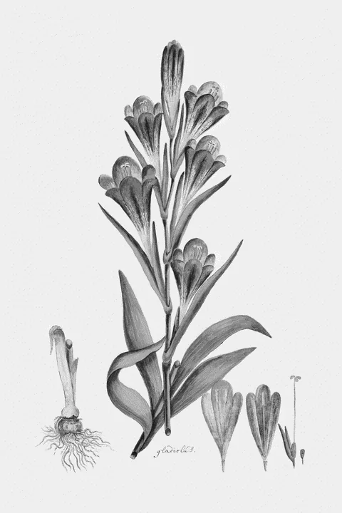 Gladiolus caryophyllaceus by Robert Jacob Gordon, e-ink preview