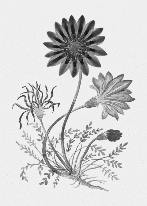 Gorteria diffusa by Robert Jacob Gordon, e-ink preview