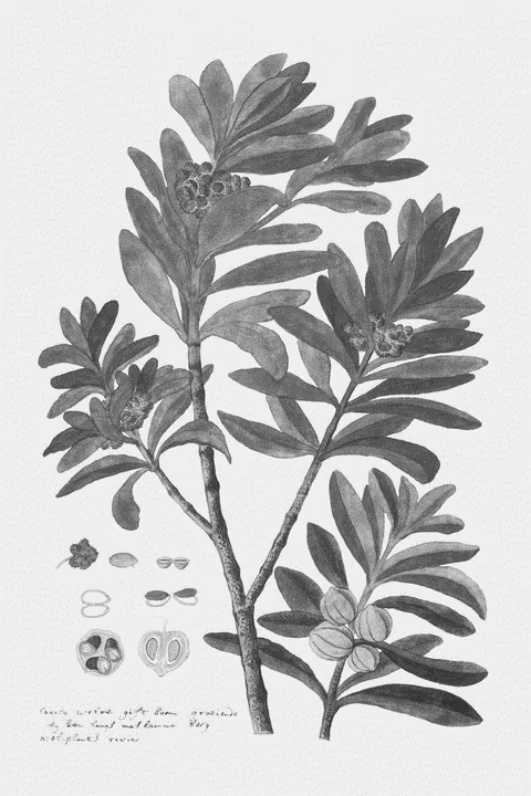 Cape Wolvegift (Hyaenanche globosa) by Robert Jacob Gordon, e-ink preview