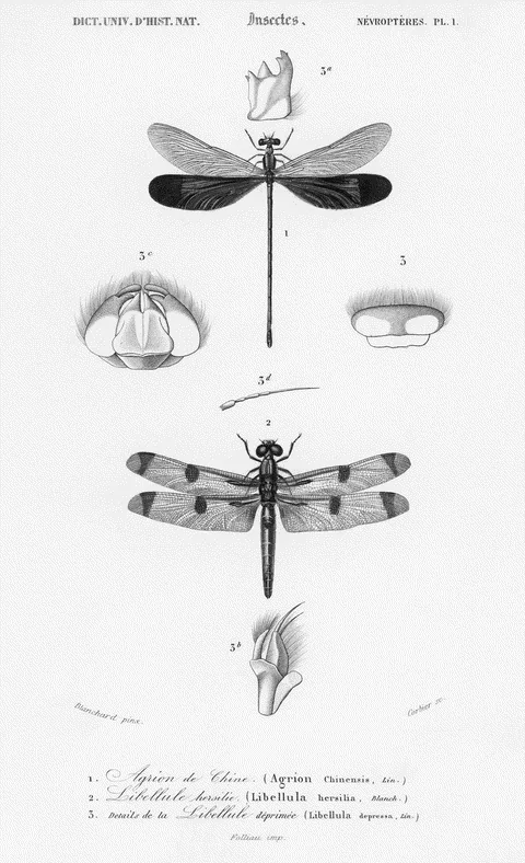 Dragonflies by Charles d'Orbigny, e-ink preview