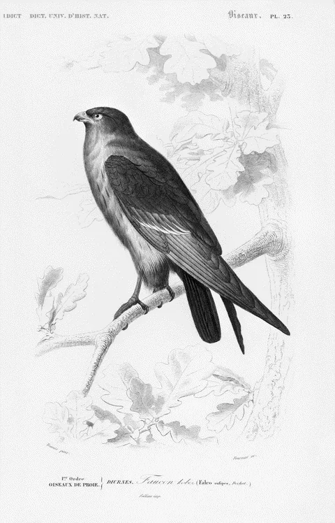 Red-footed Falcon by Charles d'Orbigny, e-ink preview