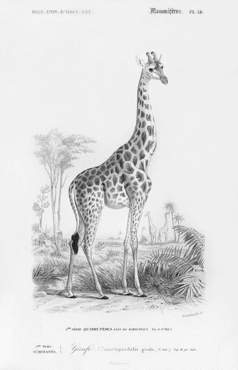 Giraffe by Charles d'Orbigny, e-ink preview