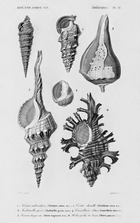 Mollusks by Charles d'Orbigny, e-ink preview