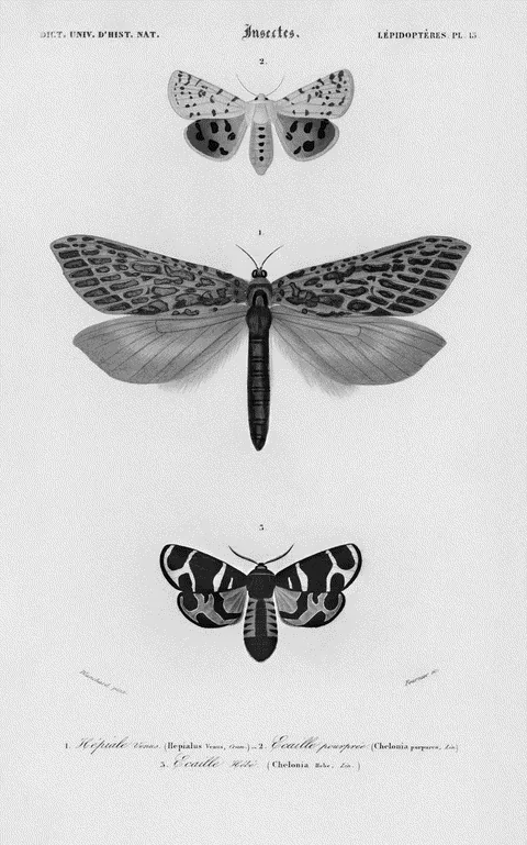 Moths by Charles d'Orbigny, e-ink preview