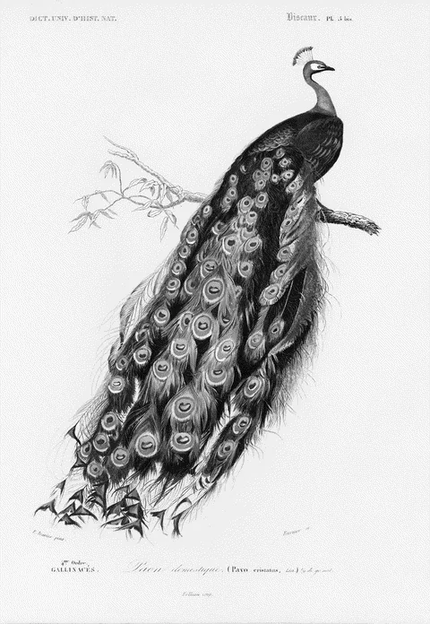 Indian Peafowl by Charles d'Orbigny, e-ink preview