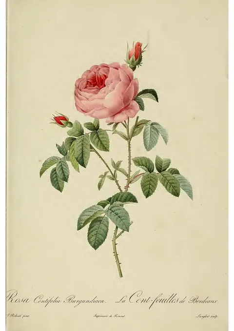 Rosa Centifolia by Pierre-Joseph Redouté