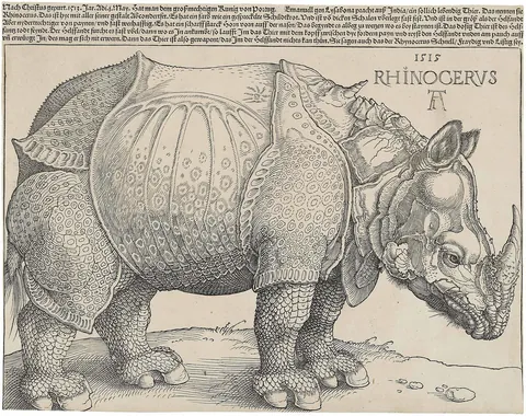 Rhinoceros by Albrecht Dürer