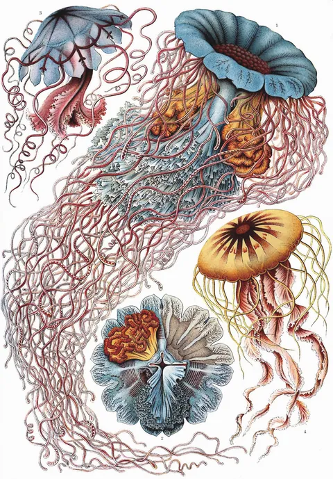 Discomedusae (Jellyfish) by Ernst Haeckel