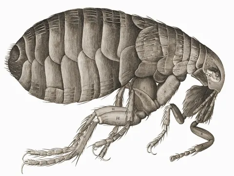 Flea, from Micrographia by Robert Hooke