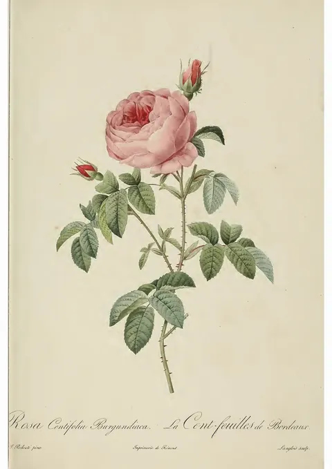 Rosa Centifolia by Pierre-Joseph Redouté