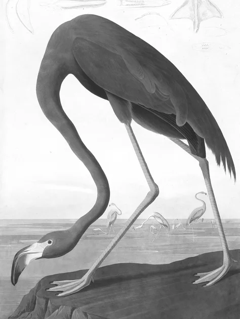 American Flamingo by John James Audubon as a Kindle lock screen