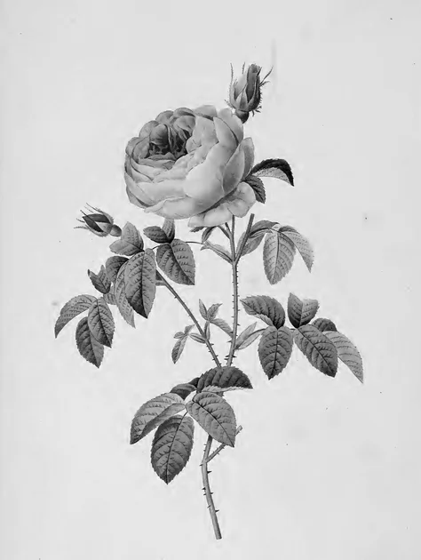 Rosa Centifolia by Pierre-Joseph Redouté as a Kindle lock screen